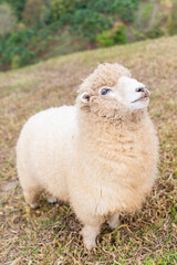 Fototapeta premium flock of sheep are walking in the meadow