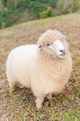 Naklejka premium flock of sheep are walking in the meadow