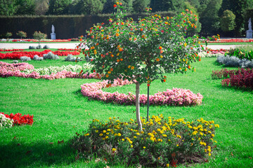 Flowerbed in the summer park. Colorful flowers in the ornamental garden 