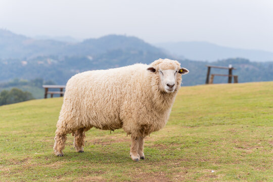 flock of sheep are walking in the meadow