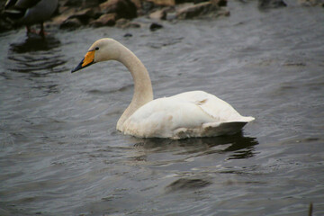 Fototapeta premium A close up of a Whooper Swan