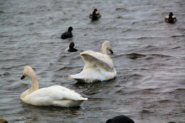 Fototapeta premium A close up of a Whooper Swan