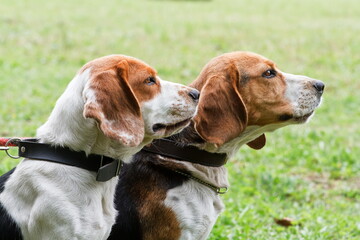 pair Beagle dogs are next to each other on a leash