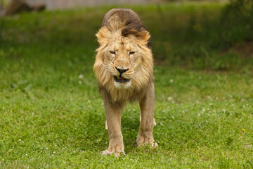 lion (Panthera leo) contemptuous expression