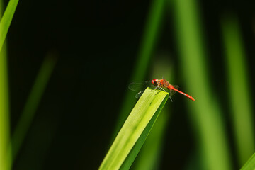 banded demoiselle (Calopteryx splendens ) on an aquatic plant
