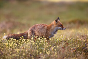 male red fox (Vulpes vulpes) in the low grass by the forest