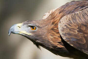 female golden eagle (Aquila chrysaetos) detail head portrait