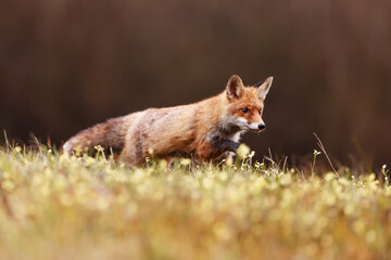 male red fox (Vulpes vulpes) by the forest