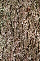 bark of old bug tree spruce