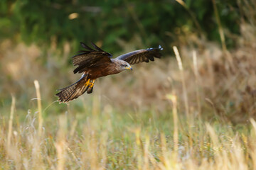 The black kite (Milvus migrans) will sit on the ground