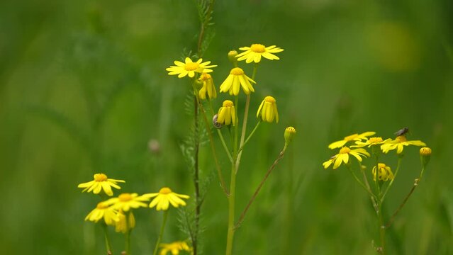 Chamomile, white daisies close up. Concept: nature, flowers, spring, biology, fauna, environment, ecosystem