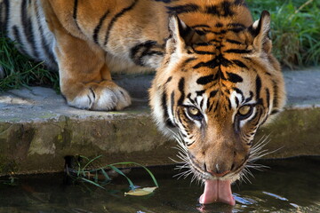 male Malayan tiger (Panthera tigris jacksoni) detail of him drinking