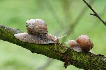 Roman snail or edible snail (Helix pomatia) the two met on a branch