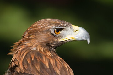 female golden eagle (Aquila chrysaetos) detail head portrait