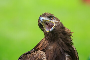 female golden eagle (Aquila chrysaetos) detail head portrait