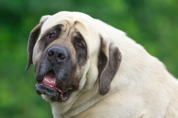 Obraz premium the English Mastiff she looks sad
