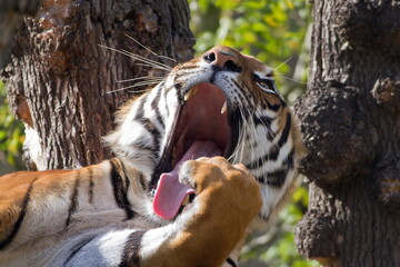 male Malayan tiger (Panthera tigris jacksoni) while yawning