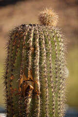 Saguaro cactus with a small pup striking out - 732626367