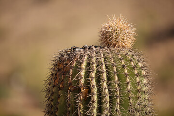 Saguaro cactus with a small pup striking out - 732626507