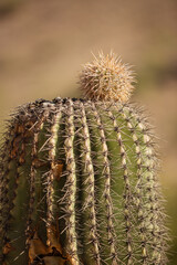 Saguaro cactus with a small pup striking out - 732626522