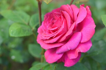 A bright pink blooming rose flower against a background of green foliage around. Beautiful summer flower.