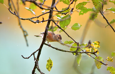 The brambling fringilla sitting on the brach in the forest 