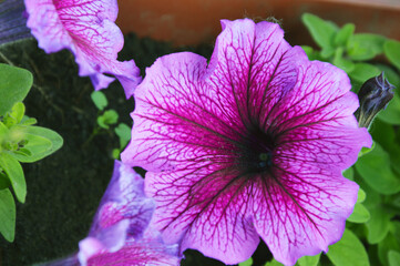 Petunia flowers are trailing petunia with pale purple, lilac petals and dark purple veins. Summer flowers.