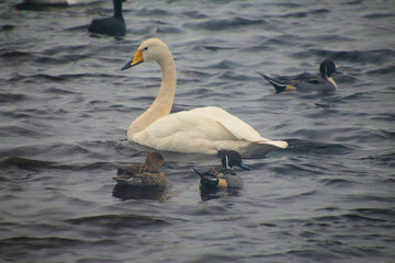 Obraz premium A close up of a Whooper Swan