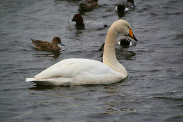 A close up of a Whooper Swan
