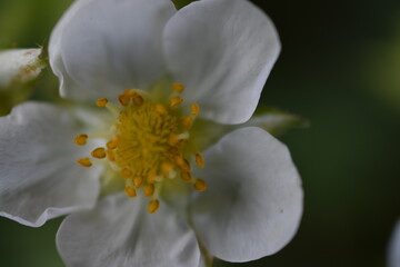 Strawberry flower 
