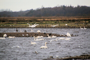A close up of a Whooper Swan
