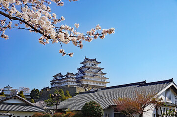 World Heritage Himeji Castle and beautiful cherry blossoms in full bloom, Himeji, Hyogo Prefecture, Japan - obrazy, fototapety, plakaty