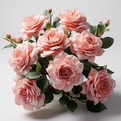 Bouquet of Pink Roses on White Background
