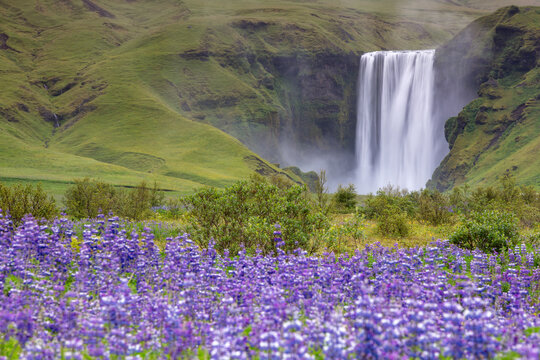 Skogafoss waterfall in Iceland with beautiful purple lupine flowers in the foreground captured in the summer