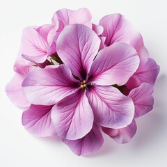 Close Up of Purple Flower on White Background