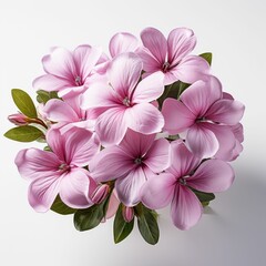Pink Flower Bouquet on White Background