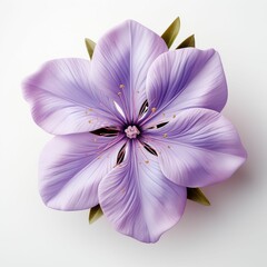 Purple Flower on White Background