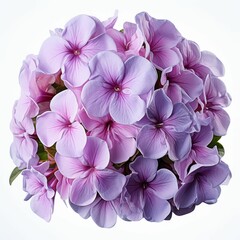 Purple Flower Bouquet on White Background