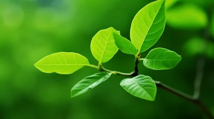 Fotobehang Closeup of green leaves with bokeh background © Inlovehem