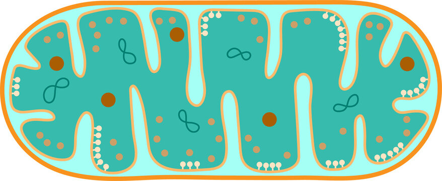 The structure of mitochondria.