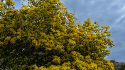Fototapeta premium yellow tree in the forest