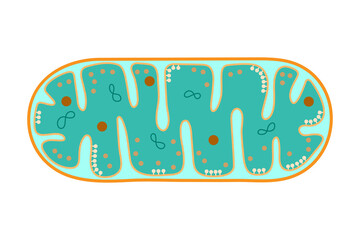 The structure of mitochondria.