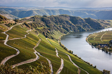 vineyards in Mosel
