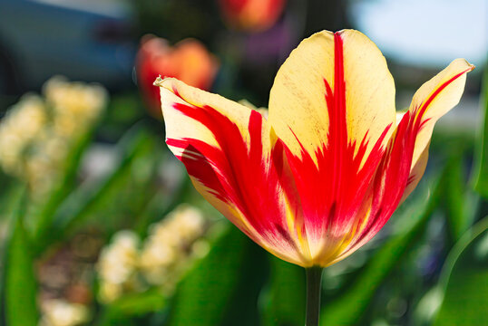 Close-up of Broken Red Tulip with A Yellow Ground. 