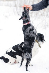 Snowy Reward for Black Dog