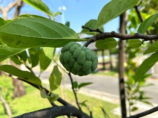 Custard apple is a delicious tropical fruit native to South America