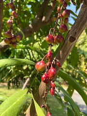 Luna nut or Chammaliang, scientific name Lepisanthes fruticosa (Roxb.) Leenh
