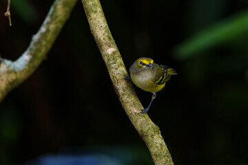 White Eyed Vireo on a Tree