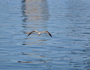 Fototapeta na wymiar Seagull low flight above blue sea. Sea gull flying away from coast. Just seagull and sea. Seagull flying over the blue sea.