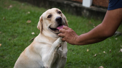 Cute Labrador retriever dog fist bump with its male owner